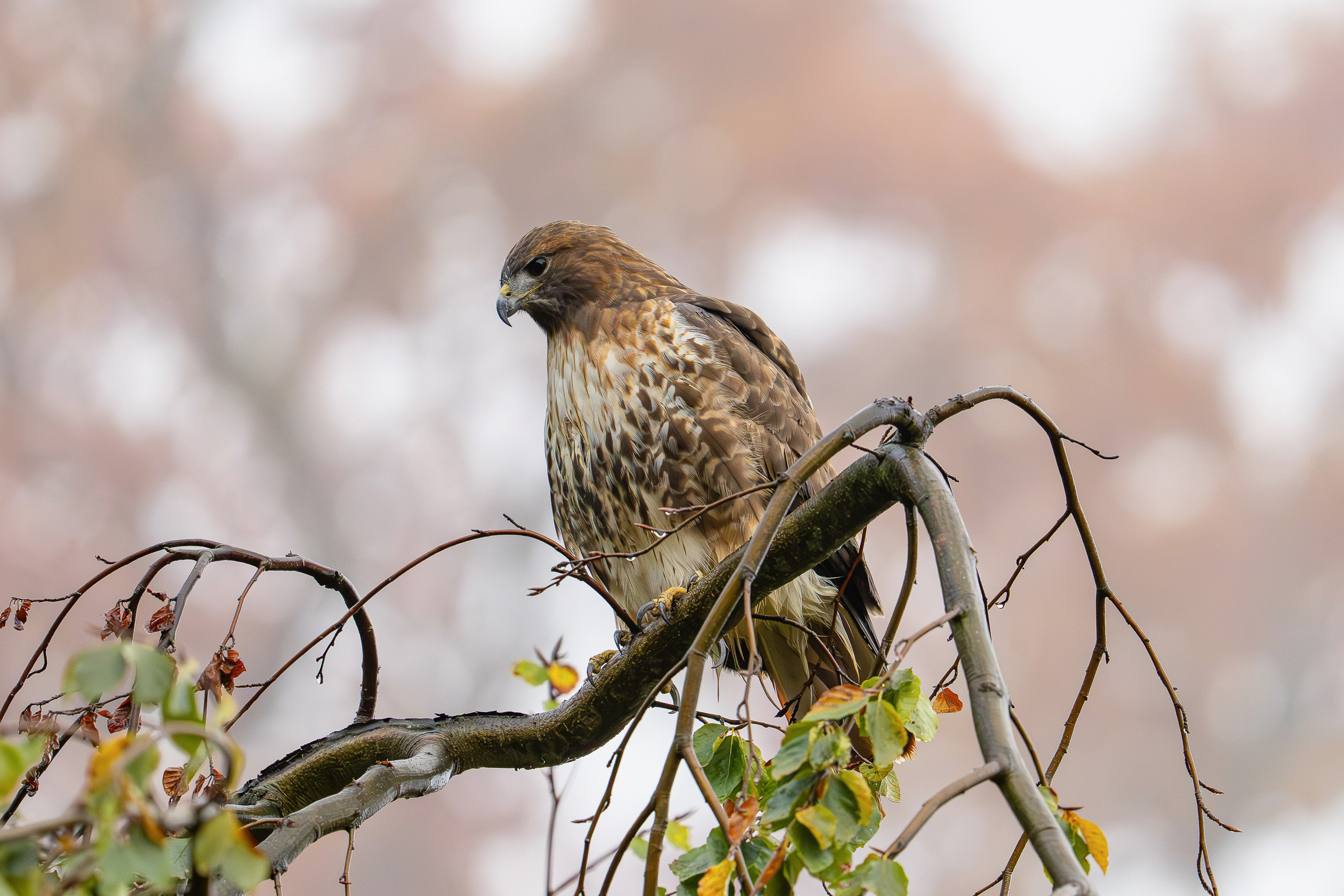 Cornell Red-tailed Hawks